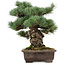 Pinus parviflora, 37 cm, ± 40 años, con un nebari de 11 cm, en una maceta rota.
