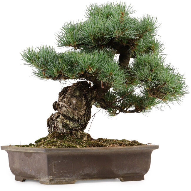 Pinus parviflora, 37 cm, ± 40 años, con un nebari de 11 cm, en una maceta rota.