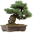 Pinus parviflora, 37 cm, ± 40 años, con un nebari de 11 cm, en una maceta rota.