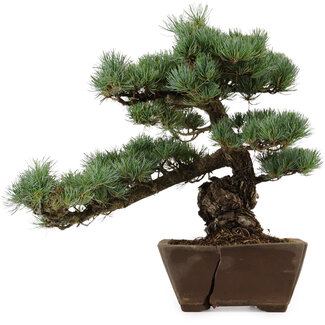 Pinus parviflora, 36 cm, ± 40 anni