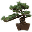 Pinus parviflora, 36 cm, ± 40 años de edad, con un nebari de 9 cm