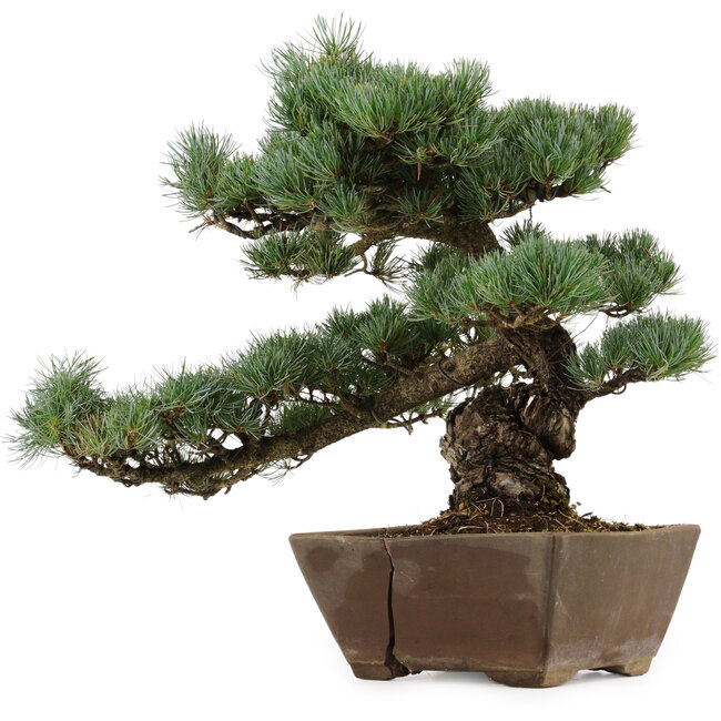 Pinus parviflora, 36 cm, ± 40 Jahre alt, mit einem Wurzelansatz von 9 cm