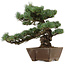 Pinus parviflora, 36 cm, ± 40 años de edad, con un nebari de 9 cm
