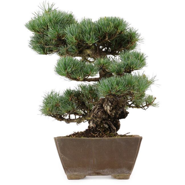 Pinus parviflora, 36 cm, ± 40 anni, con nebari di 9 cm