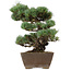 Pinus parviflora, 36 cm, ± 40 years old, with a nebari of 9 cm