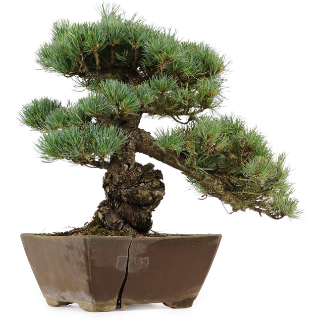 Pinus parviflora, 36 cm, ± 40 years old, with a nebari of 9 cm