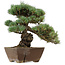Pinus parviflora, 36 cm, ± 40 jaar oud, met een nebari van 9 cm