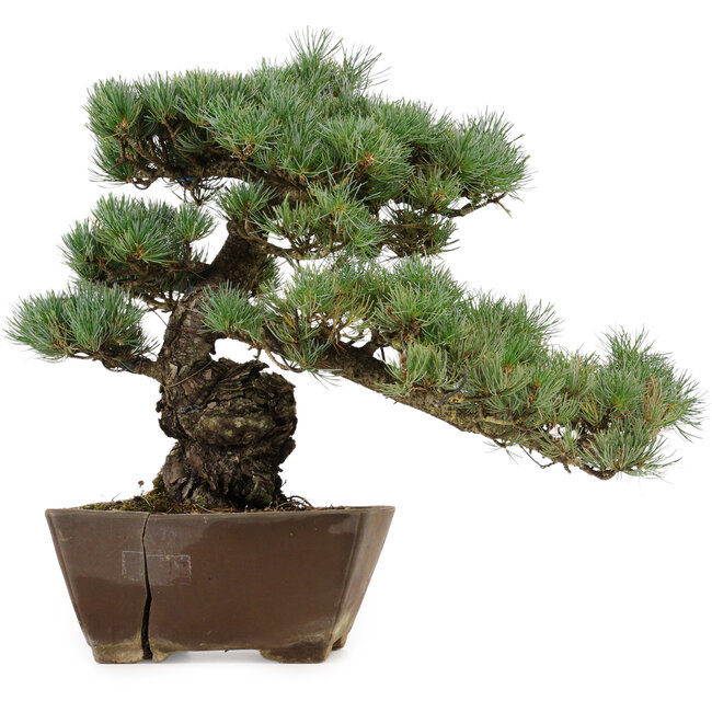 Pinus parviflora, 36 cm, ± 40 Jahre alt, mit einem Wurzelansatz von 9 cm