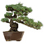 Pinus parviflora, 36 cm, ± 40 anni, con nebari di 9 cm