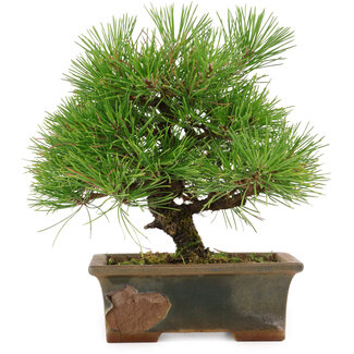 Pinus thunbergii, 22 cm, ± 15 anni