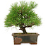 Pinus thunbergii, 22 cm, circa 15 anni, in un vaso rotto