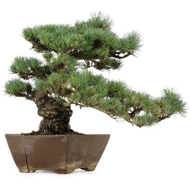 Pinus parviflora, 36 cm, ± 40 Jahre alt, mit einem Wurzelansatz von 9 cm
