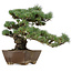 Pinus parviflora, 36 cm, ± 40 years old, with a nebari of 9 cm