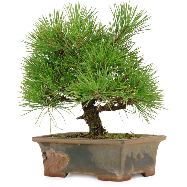 Pinus thunbergii, 22 cm, circa 15 anni, in un vaso rotto
