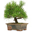 Pinus thunbergii, 22 cm, circa 15 anni, in un vaso rotto