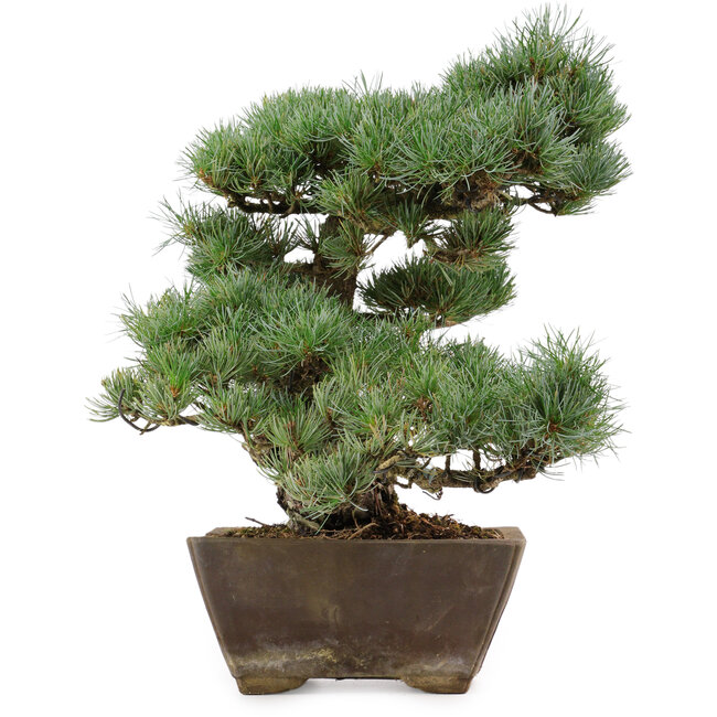 Pinus parviflora, 36 cm, ± 40 Jahre alt, mit einem Wurzelansatz von 9 cm
