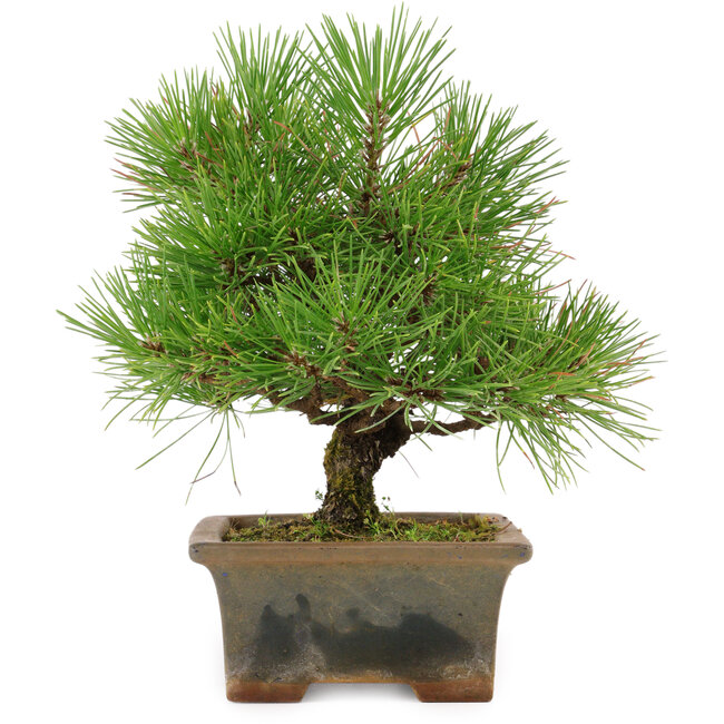 Pinus thunbergii, 22 cm, circa 15 anni, in un vaso rotto