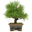 Pinus thunbergii, 22 cm, ± 15 years old, in a broken pot