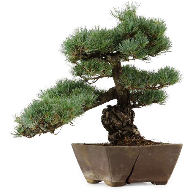 Pinus parviflora, 36 cm, ± 40 años de edad, con un nebari de 9 cm