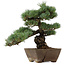 Pinus parviflora, 36 cm, ± 40 años de edad, con un nebari de 9 cm