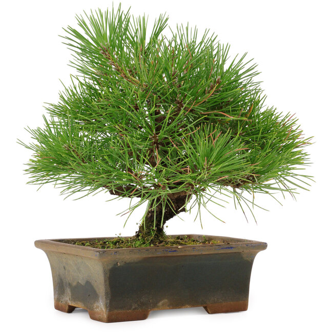 Pinus thunbergii, 22 cm, ± 15 años, en una maceta rota.