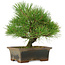 Pinus thunbergii, 22 cm, ca. 15 Jahre alt, in einem zerbrochenen Topf
