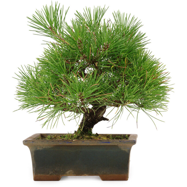 Pinus thunbergii, 22 cm, circa 15 anni, in un vaso rotto