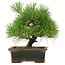 Pinus thunbergii, 22 cm, ± 15 years old, in a broken pot