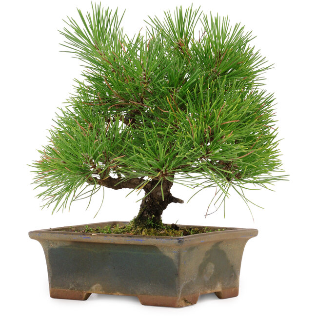 Pinus thunbergii, 22 cm, ± 15 años, en una maceta rota.