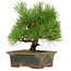 Pinus thunbergii, 22 cm, ± 15 años, en una maceta rota.