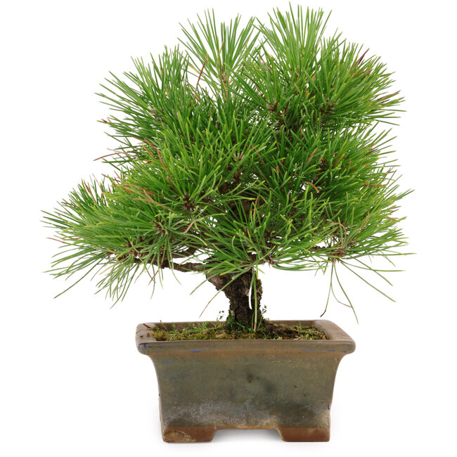 Pinus thunbergii, 22 cm, environ 15 ans, dans un pot cassé