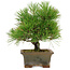 Pinus thunbergii, 22 cm, ± 15 años, en una maceta rota.