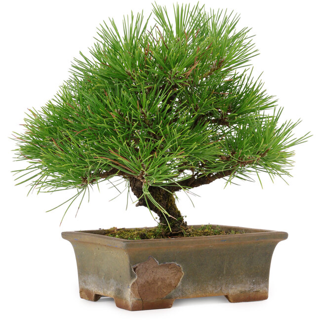 Pinus thunbergii, 22 cm, circa 15 anni, in un vaso rotto