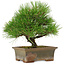 Pinus thunbergii, 22 cm, circa 15 anni, in un vaso rotto