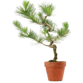 Pinus thunbergii, 49 cm, ± 15 years old