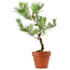 Pinus thunbergii, 49 cm, ± 15 anni