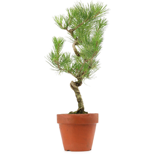 Pinus thunbergii, 49 cm, ± 15 ans
