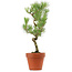 Pinus thunbergii, 49 cm, ± 15 ans