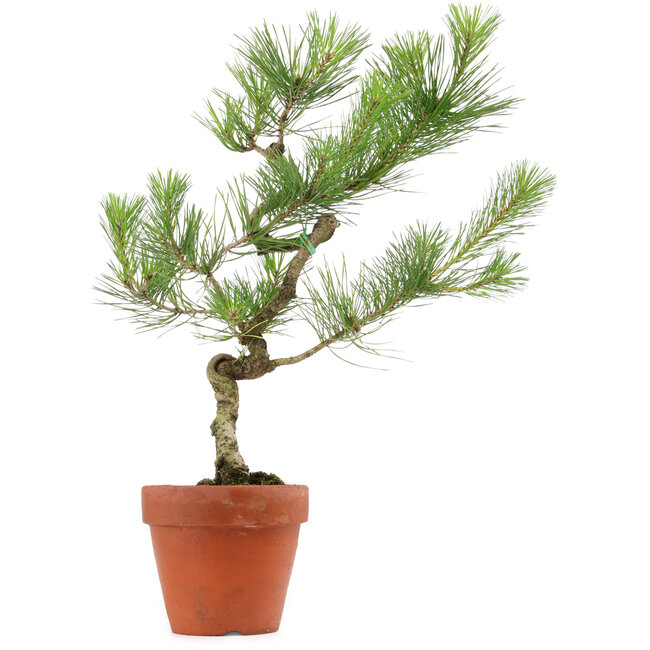 Pinus thunbergii, 49 cm, ± 15 anni