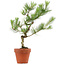 Pinus thunbergii, 49 cm, ± 15 Jahre alt