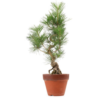 Pinus thunbergii, 44 cm, ± 15 años de edad