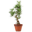 Pinus thunbergii, 44 cm, ± 15 anni