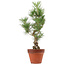 Pinus thunbergii, 44 cm, ± 15 anni