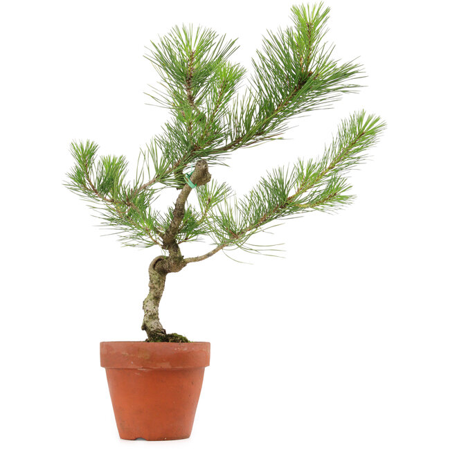 Pinus thunbergii, 49 cm, ± 15 anni