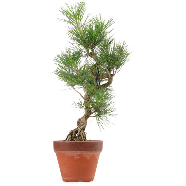 Pinus thunbergii, 44 cm, ± 15 Jahre alt