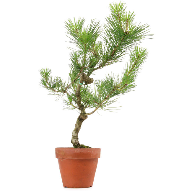 Pinus thunbergii, 49 cm, ± 15 anni
