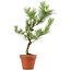 Pinus thunbergii, 49 cm, ± 15 ans