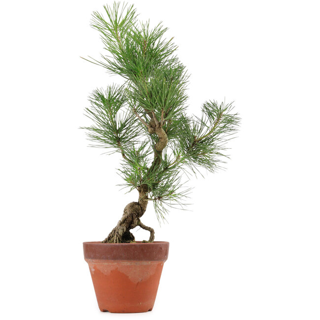 Pinus thunbergii, 44 cm, ± 15 anni