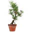 Pinus thunbergii, 44 cm, ± 15 jaar oud