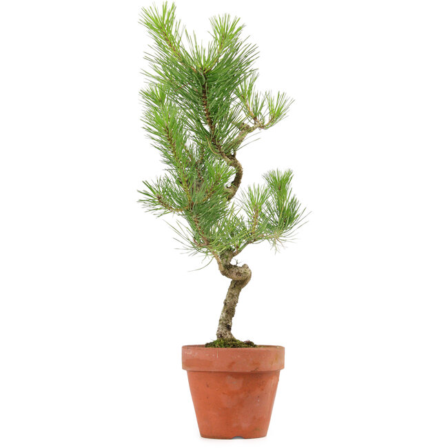Pinus thunbergii, 49 cm, ± 15 años de edad